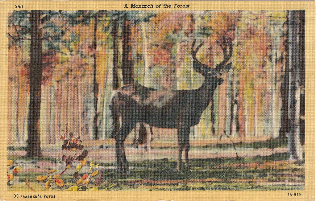 A Monarch of the Forest - Arizona Deer - Postcard, c. 1950s