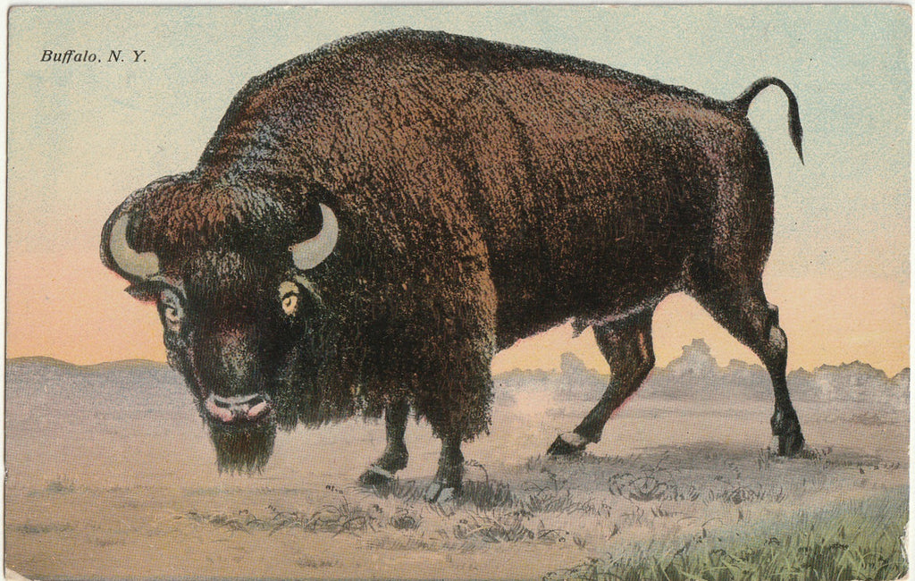 Buffalo - Buffalo, New York - Postcard, c. 1900s