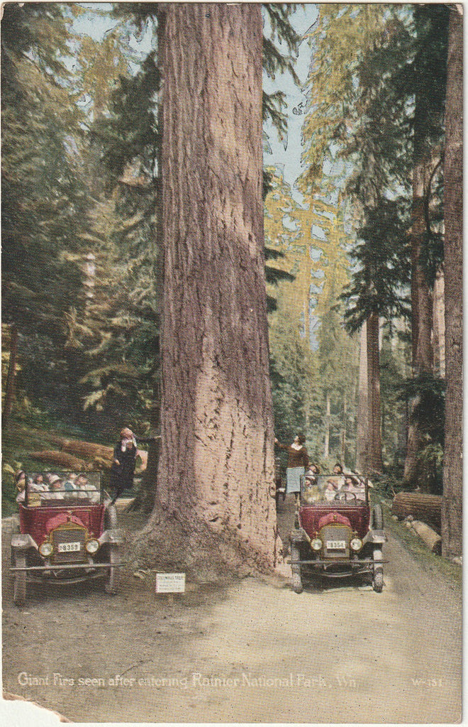 Giant Firs Seen After Entering Rainer National Park, Washington - Postcard, c. -Postcard, c. 1910s