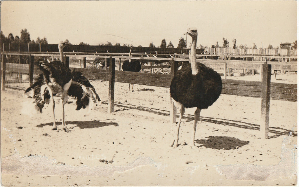 Mates - Ostrich Farm - RPPC, c. 1900s