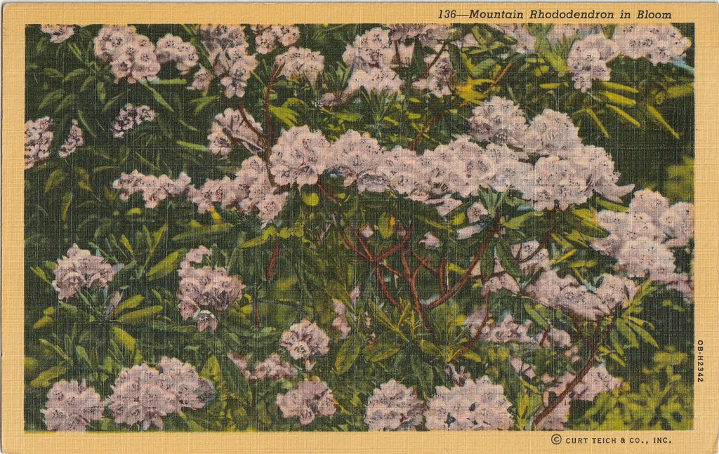 Mountain Rhododendron in Bloom - North Carolina - Postcard, c. 1940s