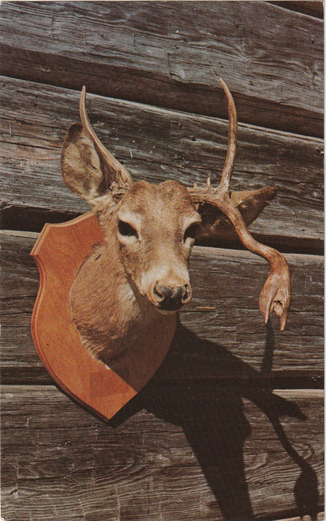 an original vintage chrome, Fred Bell Photography postcard from the 1950s. It shows a taxidermy deer with an unusual hoof like horn. "OLD FIVE FOOT - Look close, the antlers grew in an odd way on this Deer to look like a 5th foot. Killed by Carl Morris in 1949. On display at Coleman's Rock Shop 14 miles North of Hot Springs on Scenic Highway 7."