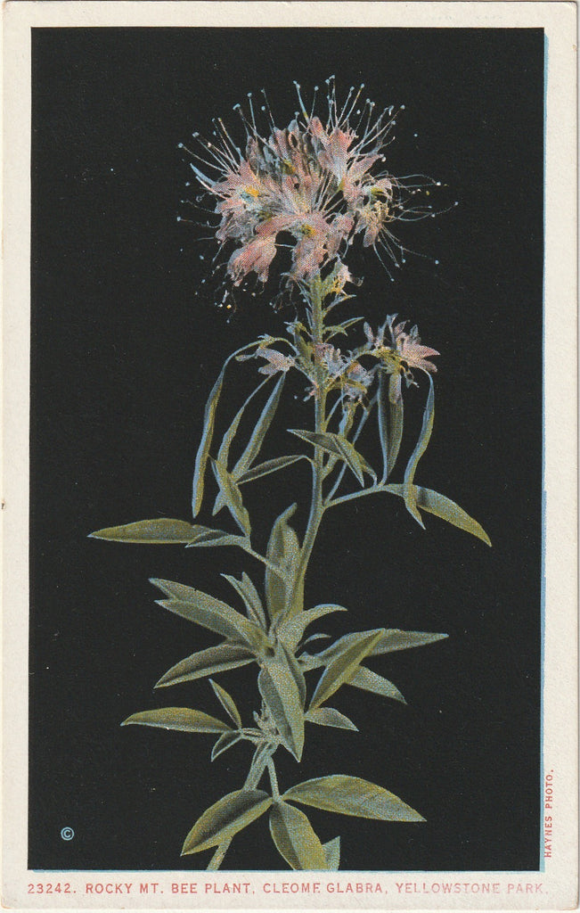 Rocky Mountain Bee Plant - Yellowstone National Park, Wyoming - Postcard, c. 1910s