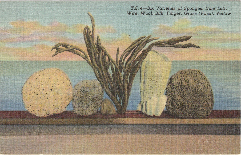 Six Varieties of Sponges - Wire, Wool, Silk, Finger, Grass and Yellow Sponge - Tarpon Springs, FL - Postcard, c. 1930s