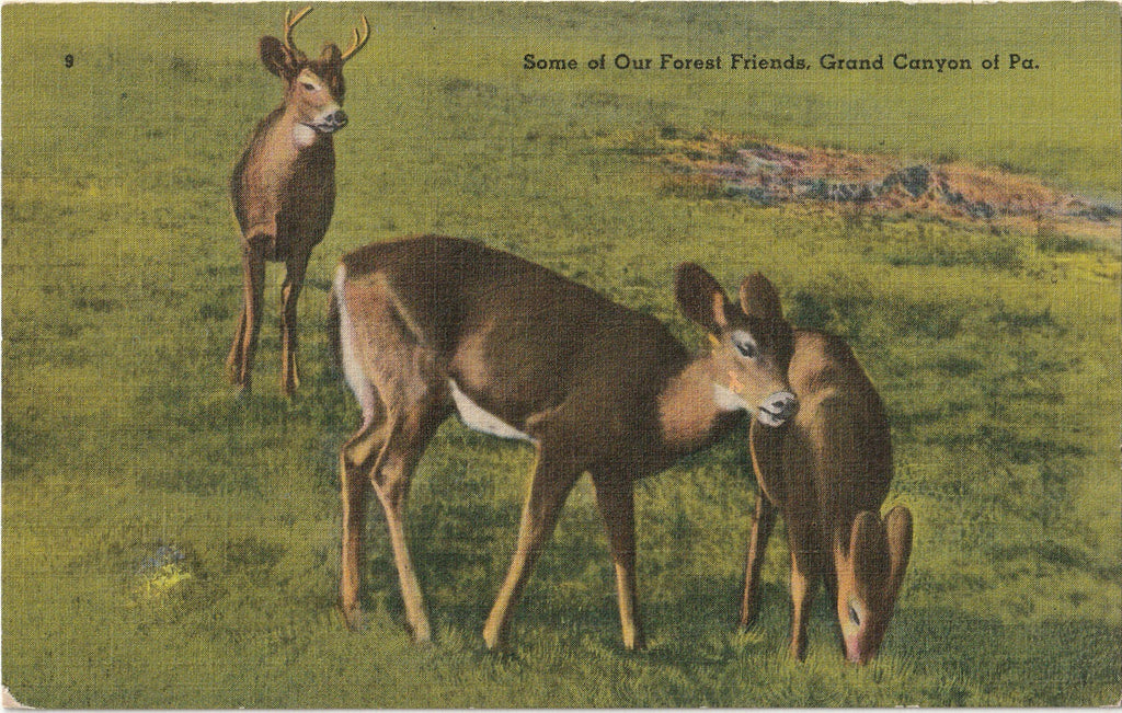 Some of Our Forest Friends - Deer in Grand Canyon of Pennsylvania - Postcard, c. 1950s