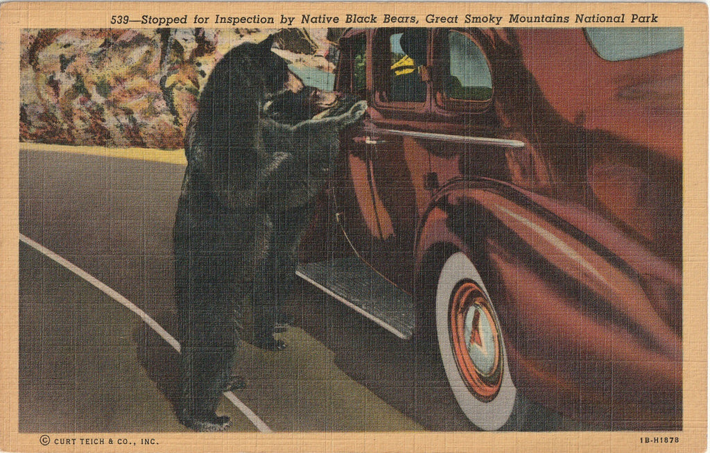 Stopped For Inspection by Native Black Bears - Great Smoky Mountains National Park, NC - Postcard, c. 1940s