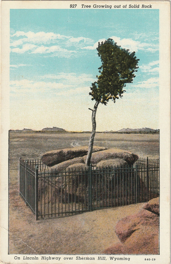 Tree Growing Out of Solid Rock - Lincoln Highway - Sherman Hill, Wyoming - Postcard, c. 1940s