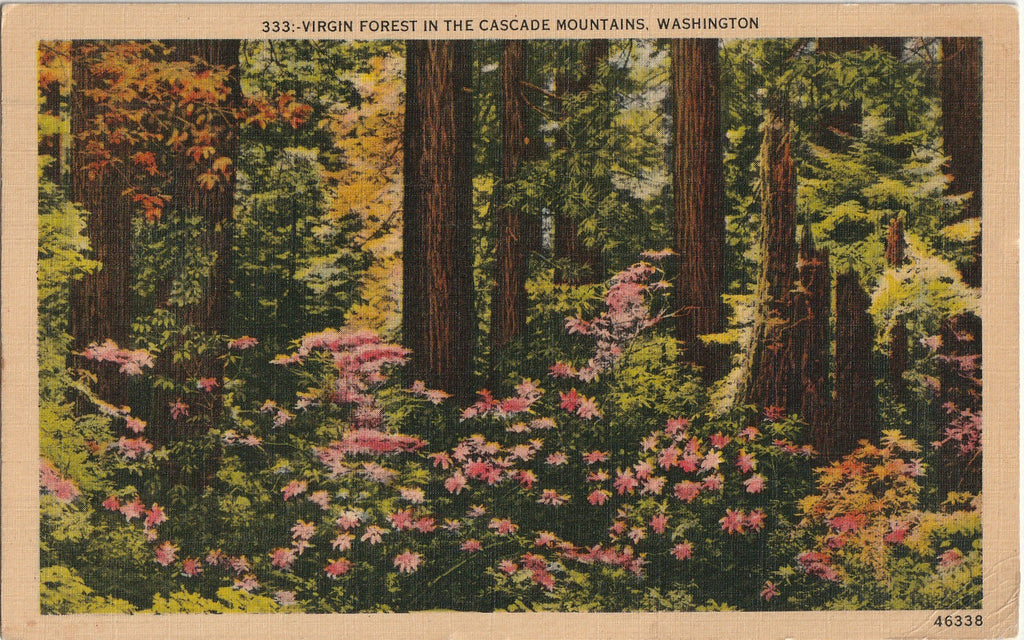 Virgin Forest in the Cascade Mountains, Washington - Postcard, c. 1940s