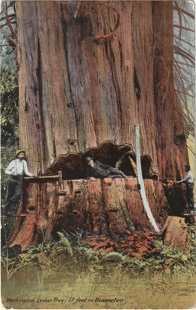 Washington Cedar Tree - 17 Feet in Diameter - Postcard, c. 1900s