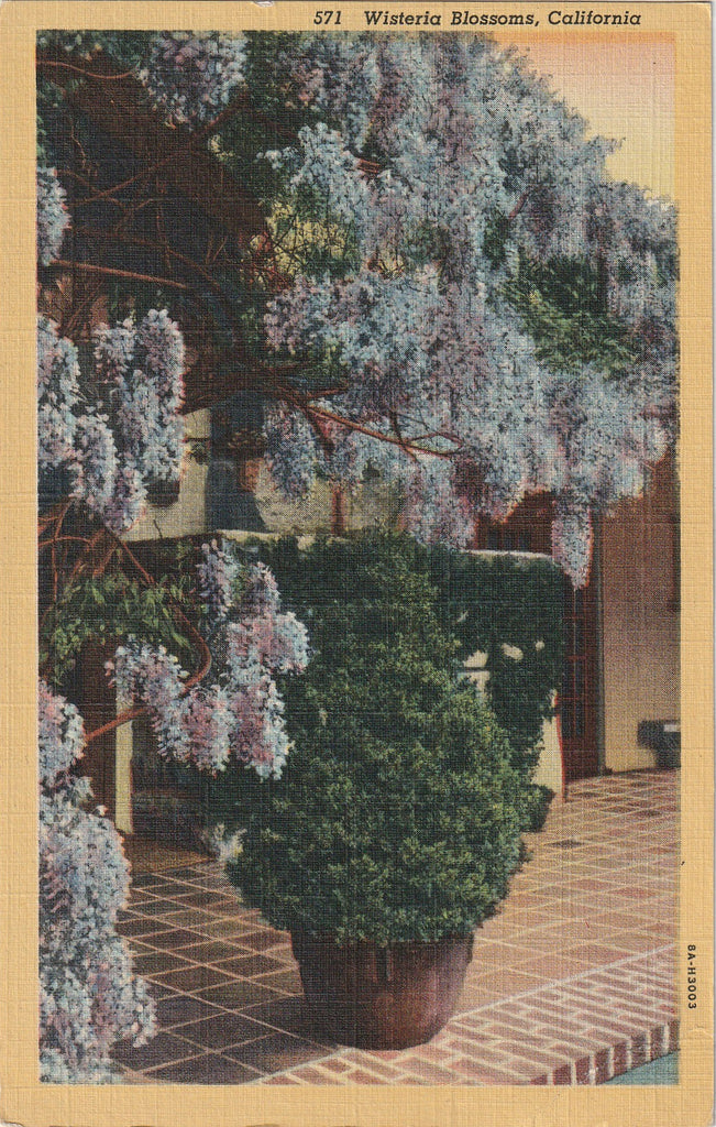 Wisteria Blossoms - California - Postcard, c. 1930s