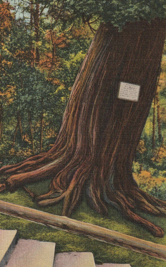 Arbor Vitae Tree Natural Bridge Virginia Vintage Postcard Close Up