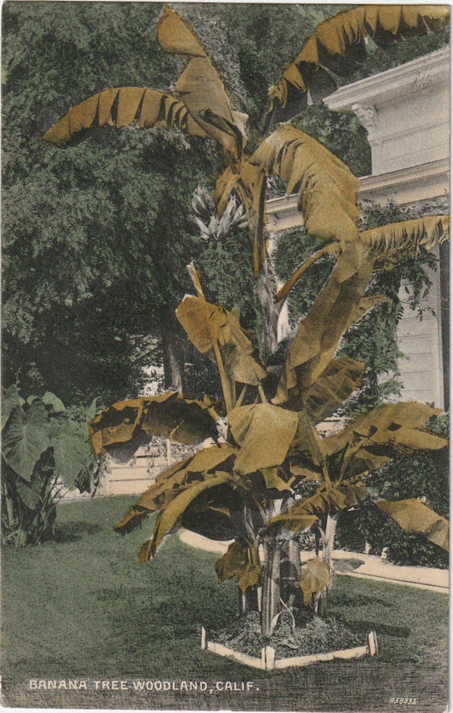 Banana Tree Woodland CA Antique Postcard