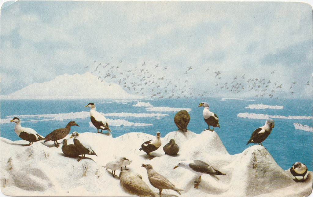 Bering Strait Denver Museum of Natural History Postcard