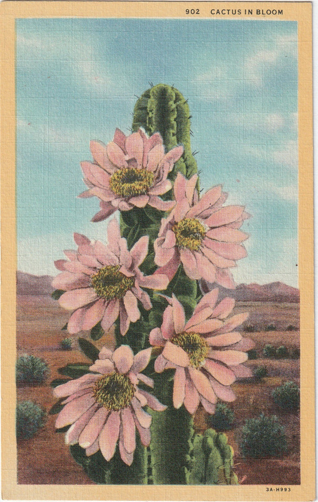Cactus in Bloom, California - Postcard, c. 1930s