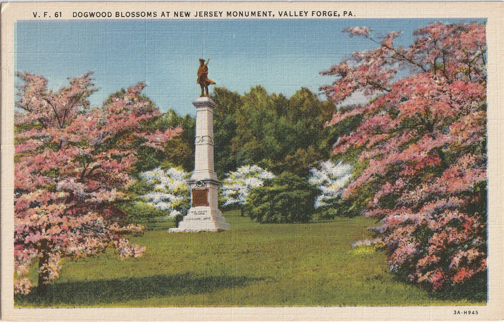 Dogwood Blossoms New Jersey Monument Valley Forge PA Postcard