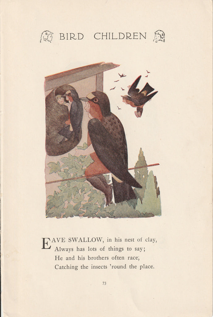 Eave Swallow - Bird Children Book Page- Elizabeth Gordon - M. T. Ross- Print, c. 1912