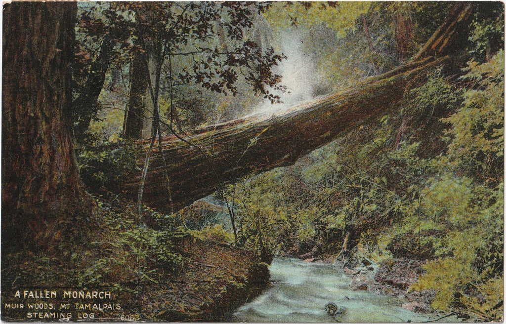 Fallen Monarch - Muir Woods - Postcard, c. 1910s