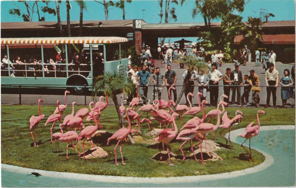 Flamingos at San Diego Zoo California Postcard