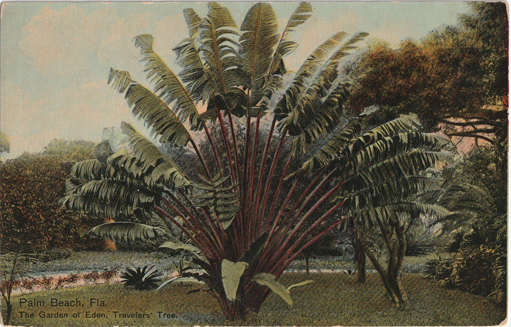 Garden of Eden Travelers Tree Palm Beach Florida Postcard