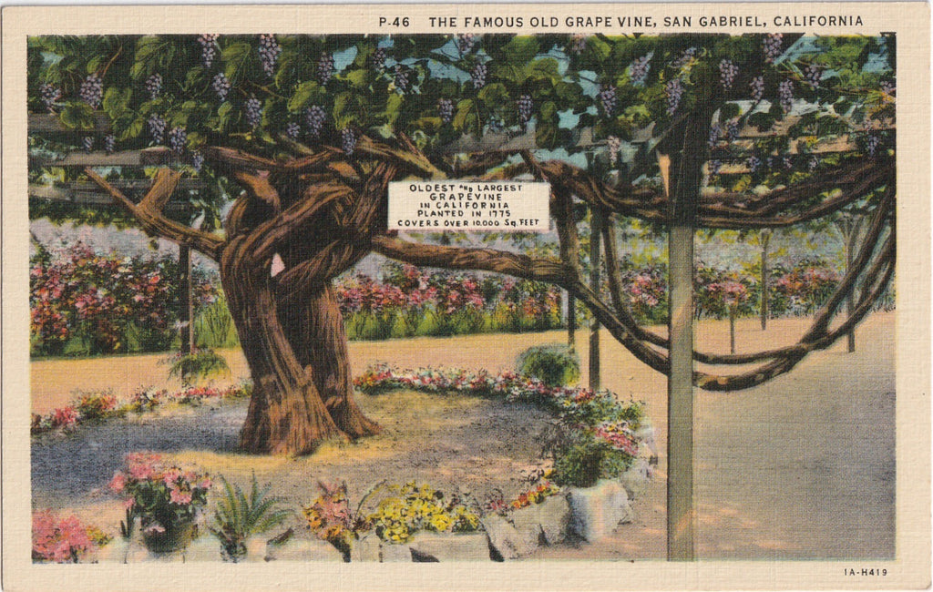 Grape Vine San Gabriel CA Vintage Postcard