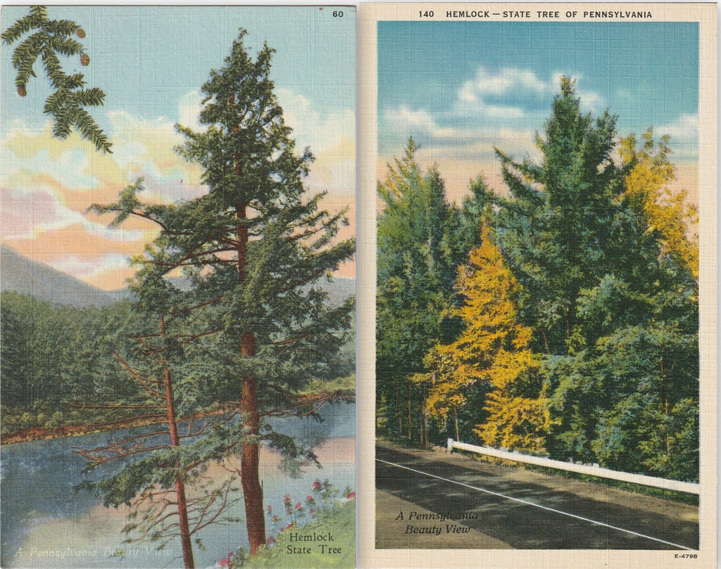 Hemlock State Tree Pennsylvania Postcard SET