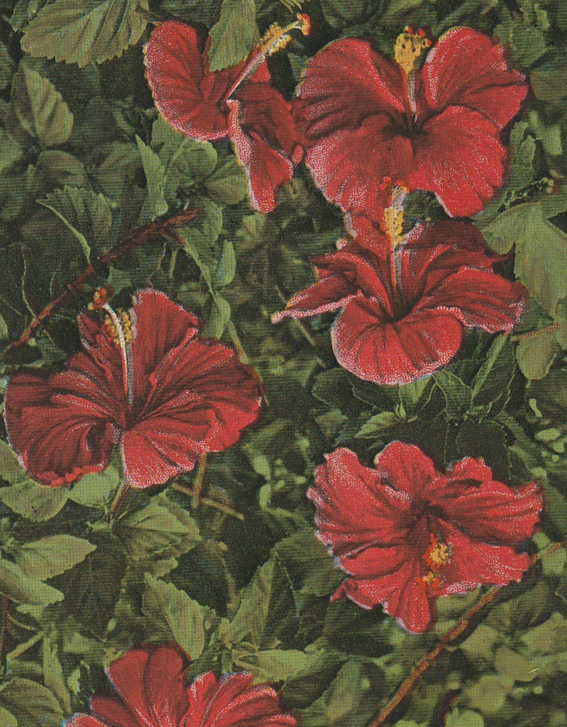 Hibiscus Blossoms Florida Vintage Postcard Close Up