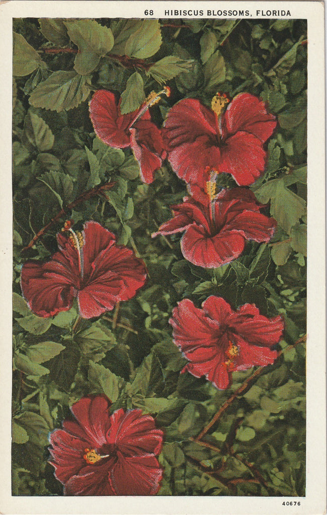 Hibiscus Blossoms Florida Vintage Postcard