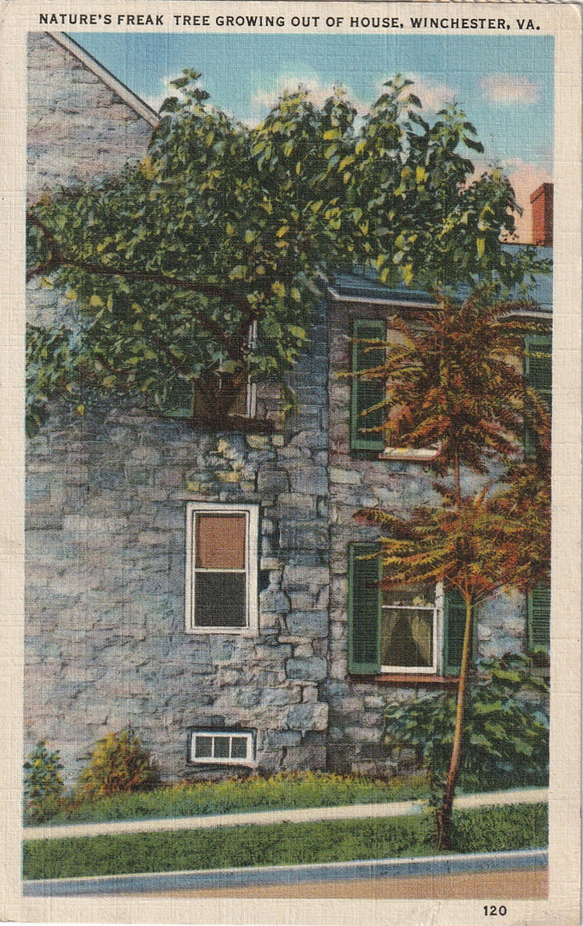 Nature's Freak Tree Winchester VA Vintage Postcard