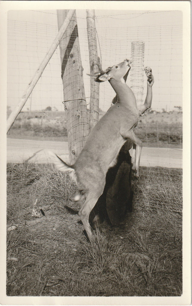 Oh Deer - RPPC, c. 1950s