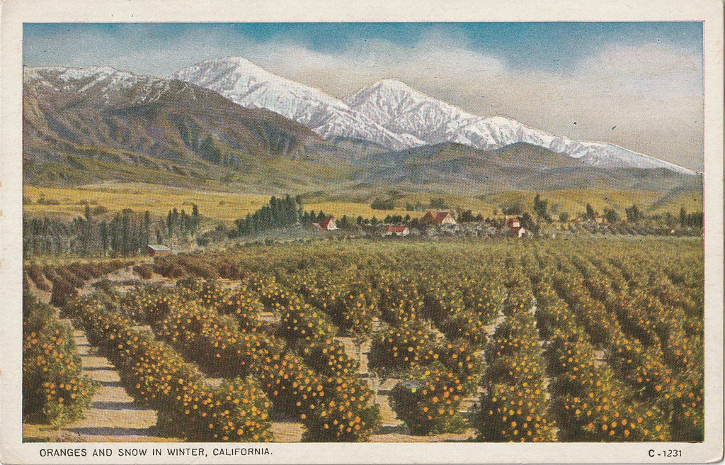 Oranges and Snow in Winter California Antique Postcard