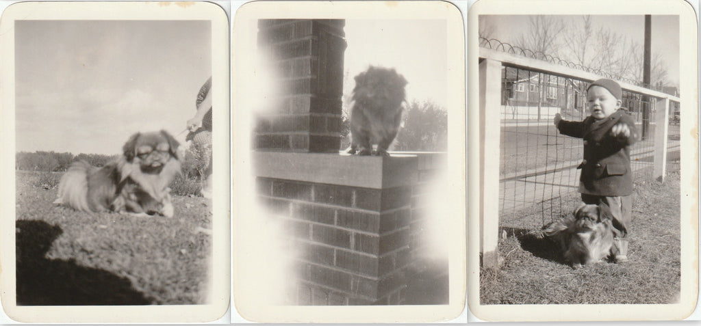 Pekingese Puppy - SET of 3 - Snapshots, c. 1940s 3 of 3