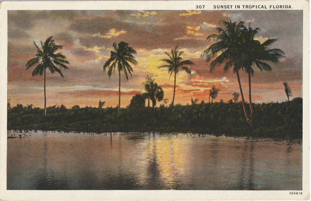 Sunset in Tropical Florida Postcard