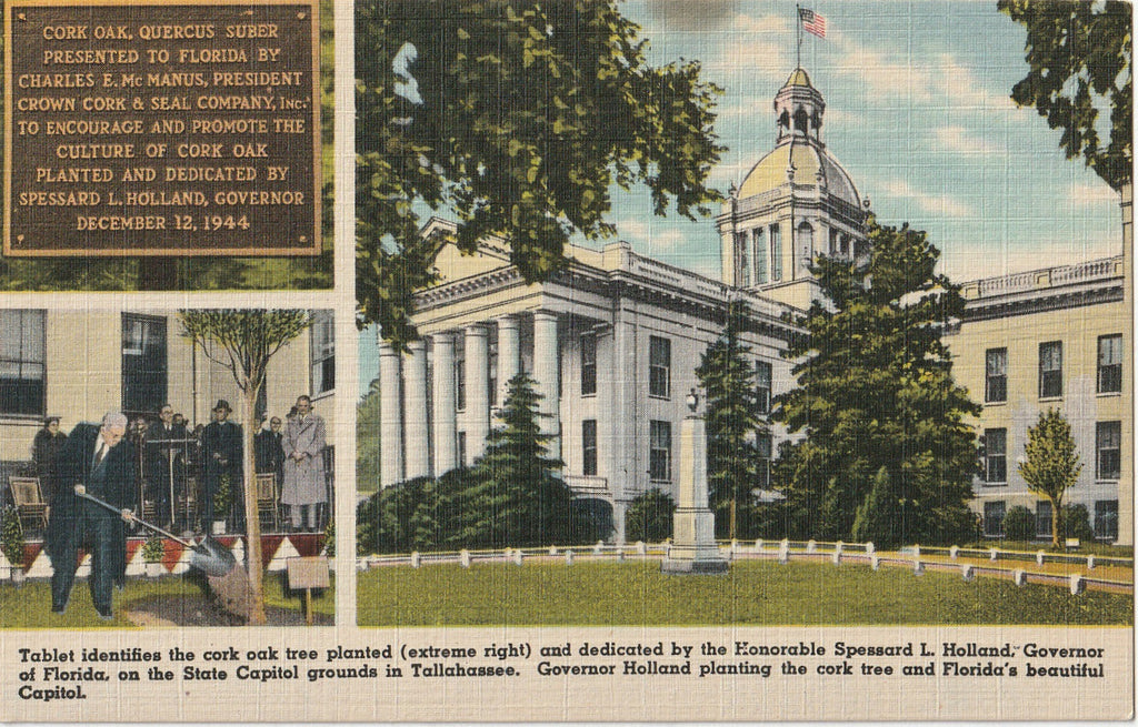 The Cork Tree - State Capitol Grounds - Tallahassee, FL - Postcard, c. 1940s
