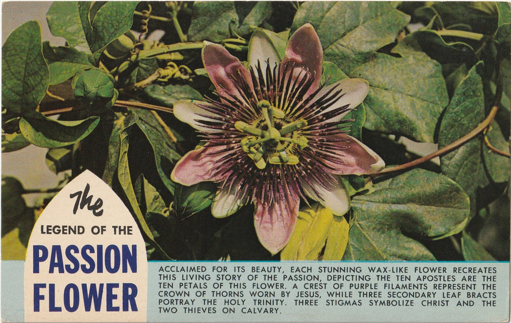 The Legend of the Passion Flower Postcard