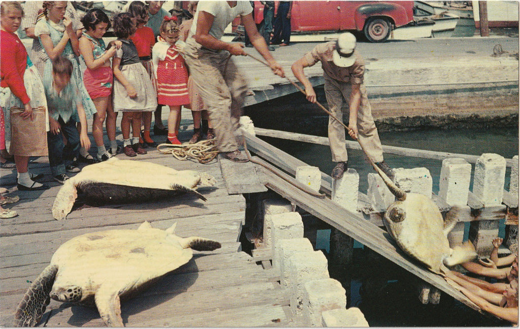 Turtle Crawls - Key West, Florida - Plastichrome Postcard, c. 1960s