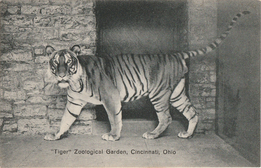 Zoo Tiger - Cincinnati, OH - Postcard, c. 1910s