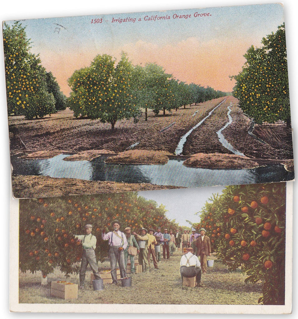 California Orange Groves- 1910s Antique Postcards- SET of 2- Pasadena, CA- Irrigation- Farming- Edwardian Souvenir- Paper Ephemera