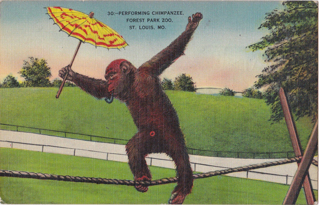 Performing Chimpanzee- 1940s Vintage Postcard- Smoking Chimp- Forest Park Zoo- St. Louis, MO- Monkey Ape- Metropolitan- Used