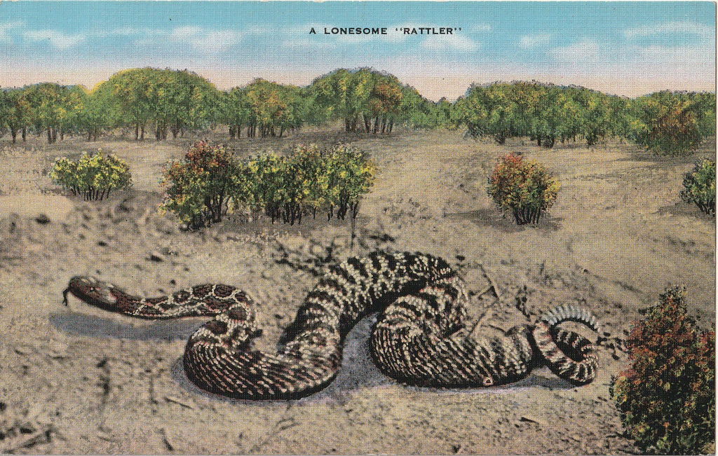 A Lonesome Rattler - Rattlesnake - Postcard, c. 1940s