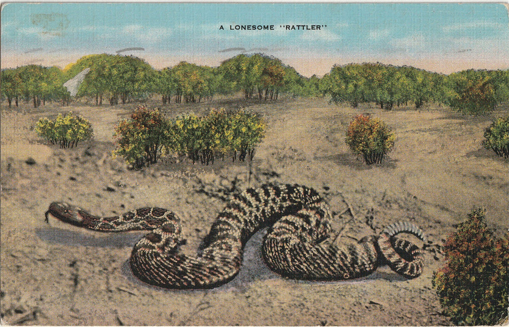 A Lonesome Rattler - Rattlesnake - Texas Postcard, c. 1940s