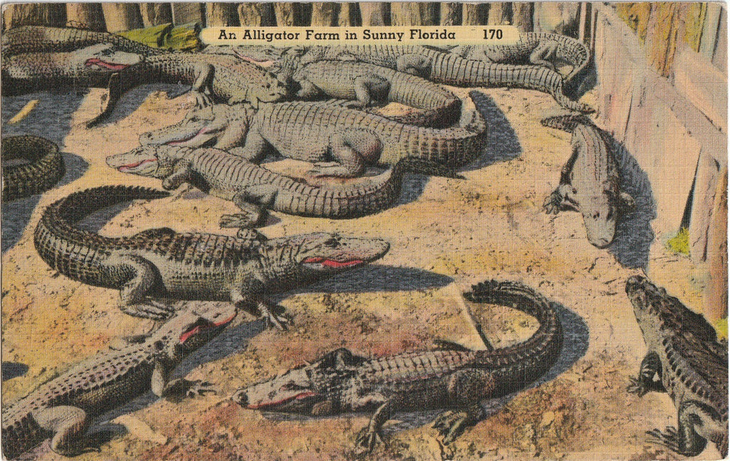 Alligator Farm in Sunny Florida - Postcard, c. 1940s