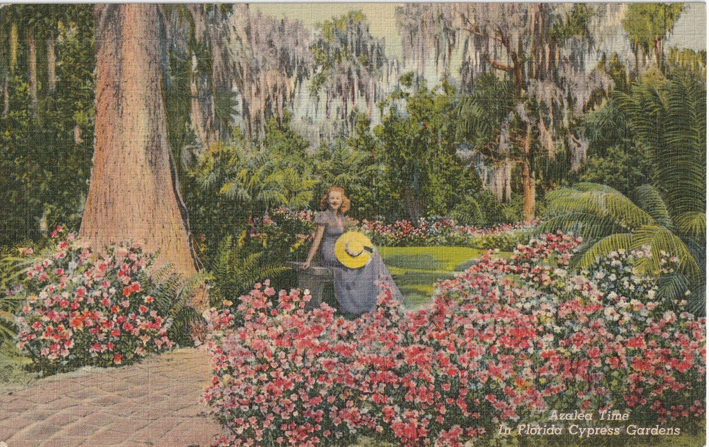 Azalea Time in Florida Cypress Garden - Postcard, c. 1940s