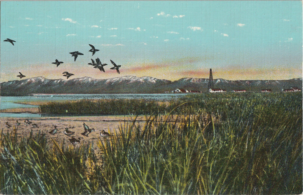 Bear River Migratory Bird Refuge - Brigham City, Utah - Postcard, c. 1940s