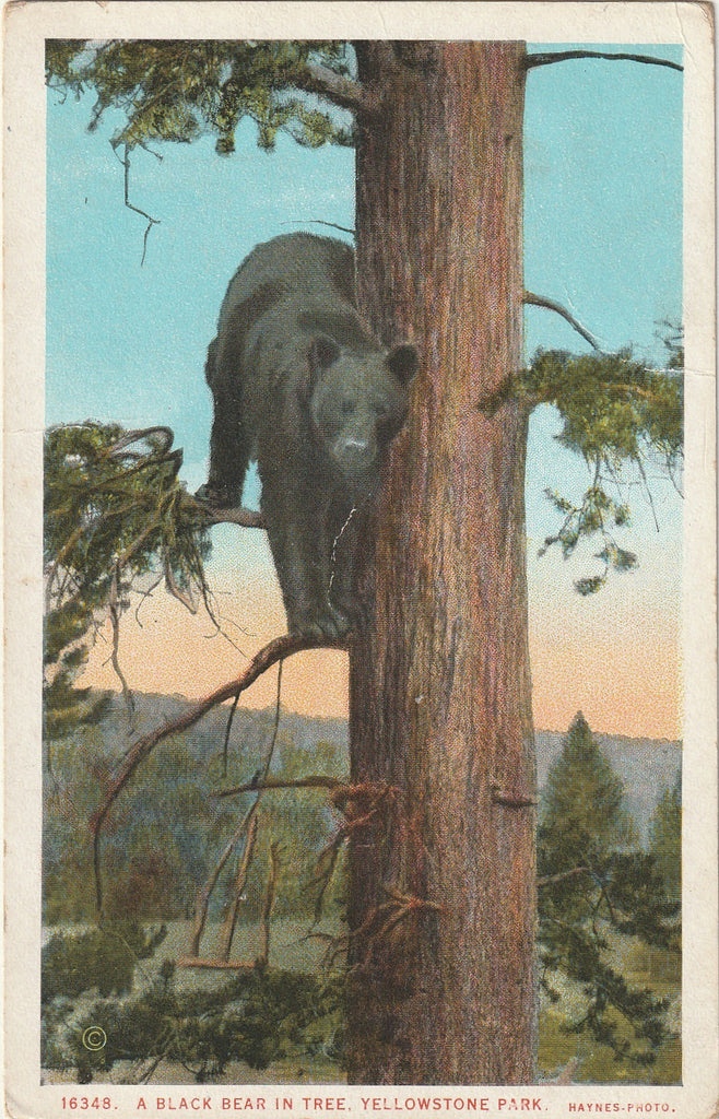 Black Bear in Tree - Yellowstone National Park - Postcard, c. 1920s