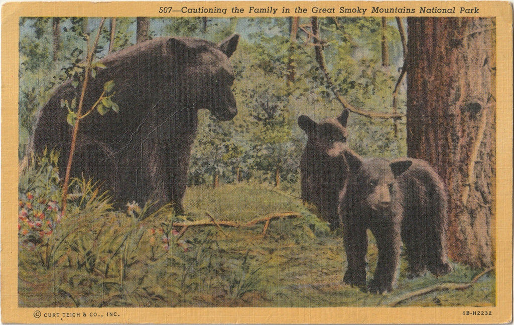 Cautioning the Family - Black Bear & Cubs - Great Smoky Mountains National Park - Postcard, c. 1950s