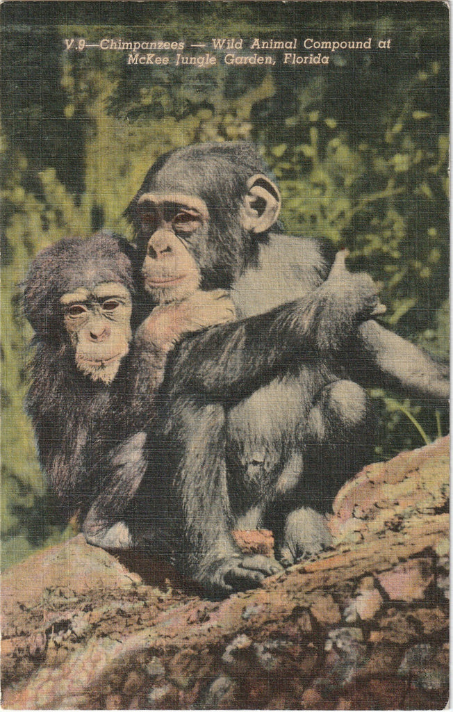 Chimpanzee - Wild Animal Compound - McKee Jungle Garden, Florida - Postcard, c. 1940s