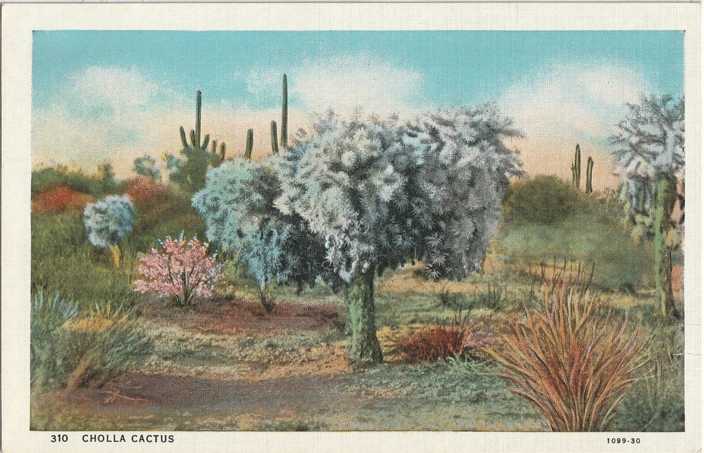 Cholla Cactus - California Postcard, c. 1930s