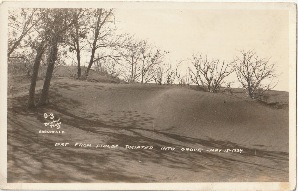Dirt From Fields Drifted Into Grove - Dust Bowl - Gregory, SD - May 16, 1934 - RPPC, c. 1930s