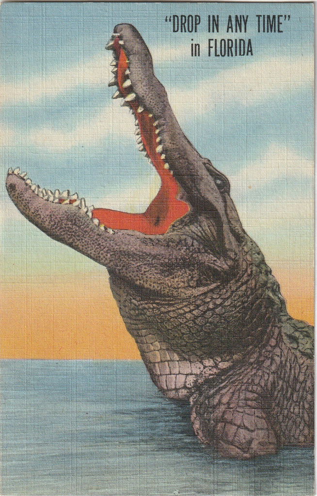 Drop in Any Time in Florida - Alligator - Postcard, c. 1950s