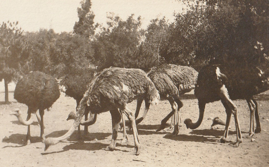 Edwardian Ostrich Farm - RPPC, c. 1900s